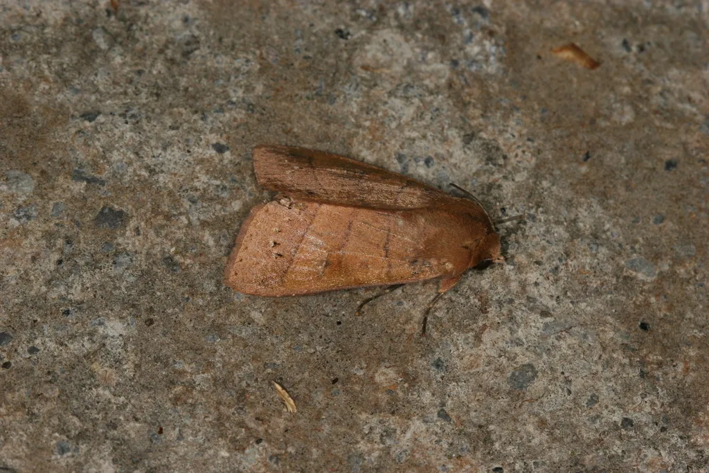 Marilopteryx carancahua - Hodges#10633.1 - photo 2