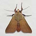Marilopteryx lutina - Hodges#10633 - photo 2