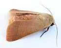 Marilopteryx lutina - Hodges#10633 - photo 4