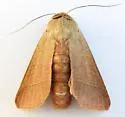 Marilopteryx lutina - Hodges#10633 - photo 5
