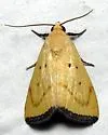 Marimatha piscimala - Hodges#9045.1