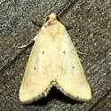 Marimatha quadrata - Hodges#9044.2