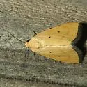 Marimatha quadrata - Hodges#9044.2 - photo 2