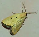 Marimatha quadrata - Hodges#9044.2 - photo 3