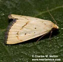 Marimatha quadrata - Hodges#9044.2 - photo 5