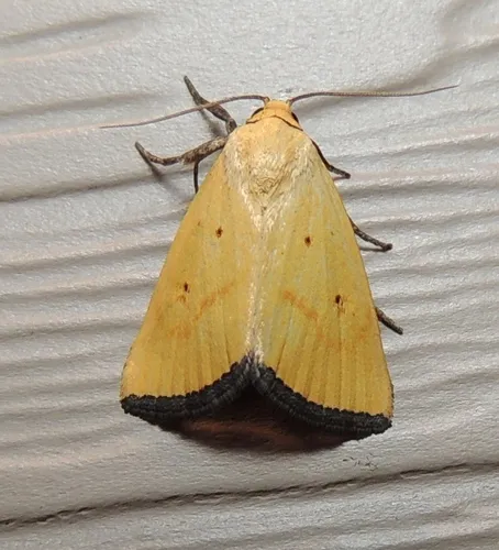 Marimatha tripuncta - Hodges#9045 - Marimatha tripuncta