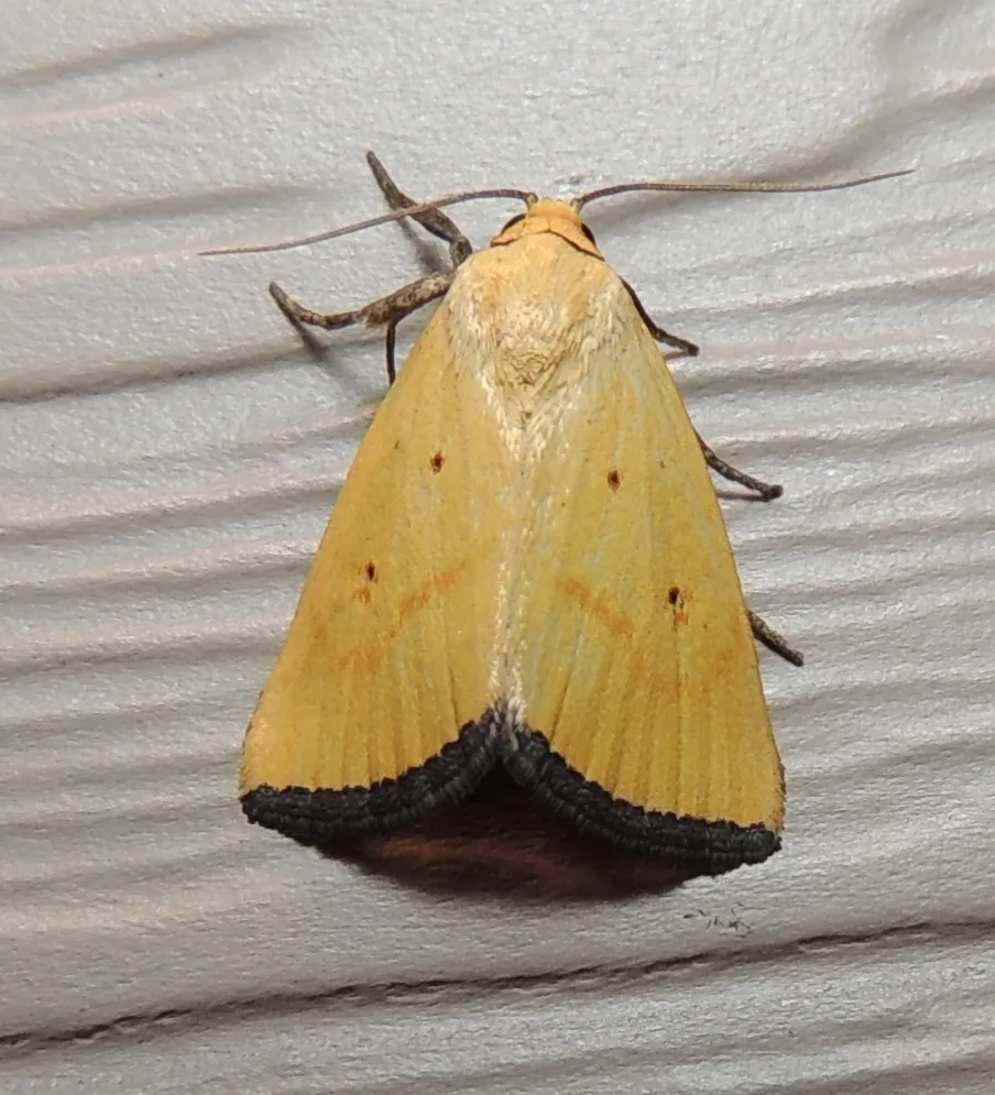 Marimatha tripuncta - Hodges#9045 - photo 2