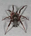 Marinarozelotes lyonneti - photo 2