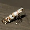 White Pine Barkminer Moth - Hodges#0708