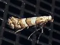 White Pine Barkminer Moth - Hodges#0708 - photo 3