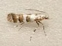 White Pine Barkminer Moth - Hodges#0708 - photo 4