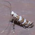 White Pine Barkminer Moth - Hodges#0708 - photo 5