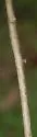 Marmara fraxinicola - Hodges#0709 - photo 2