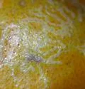 Citrus Peelminer - Hodges#0718.1 - photo 2