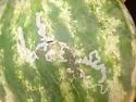 Citrus Peelminer - Hodges#0718.1 - photo 3