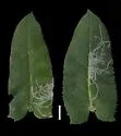 Marmara on-arctostaphylos - photo 4