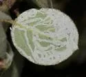 Marmara on-arctostaphylos - photo 5