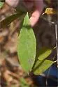 Unidentified Marmara on Symplocos tinctoria