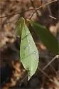 Unidentified Marmara on Symplocos tinctoria - photo 2
