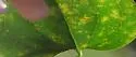 Marmara smilacisella - Hodges#0718 - photo 2