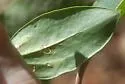 Marmara smilacisella - Hodges#0718 - photo 3