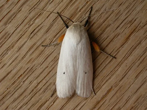 Fruit Tree Borer - Maroga melanostigma