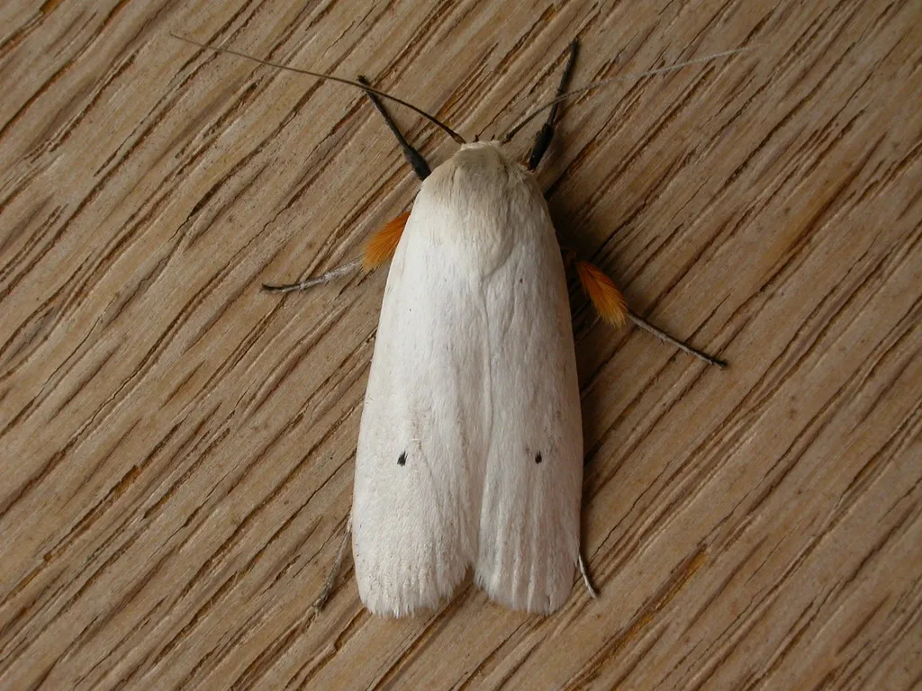Fruit Tree Borer - photo 2