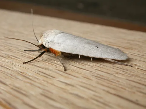 Fruit Tree Borer - photo 4