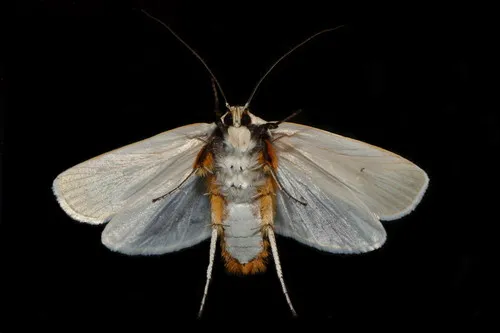 Fruit Tree Borer - photo 6