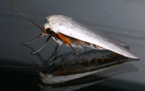 Fruit Tree Borer - photo 7