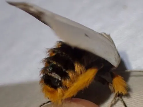 Fruit Tree Borer - photo 8