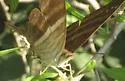 Many-banded Daggerwing - Hodges#4549