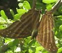 Many-banded Daggerwing - Hodges#4549 - photo 2