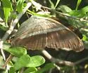 Many-banded Daggerwing - Hodges#4549 - photo 3