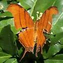 Ruddy Daggerwing - Hodges#4550