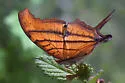 Ruddy Daggerwing - Hodges#4550 - photo 3