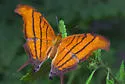 Ruddy Daggerwing - Hodges#4550 - photo 4