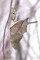 Ruddy Daggerwing - Hodges#4550 - photo 5