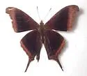Waiter Daggerwing - Hodges#4548