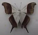 Waiter Daggerwing - Hodges#4548 - photo 2