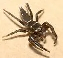 Marpissa bina