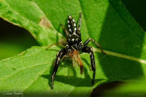 Marpissa formosa