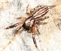 Marpissa lineata