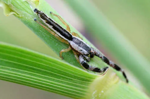 Pike Slender Jumper - photo 3