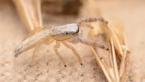 Pike Slender Jumper - photo 4