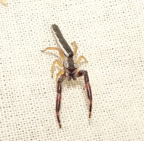 Pike Slender Jumper - photo 5