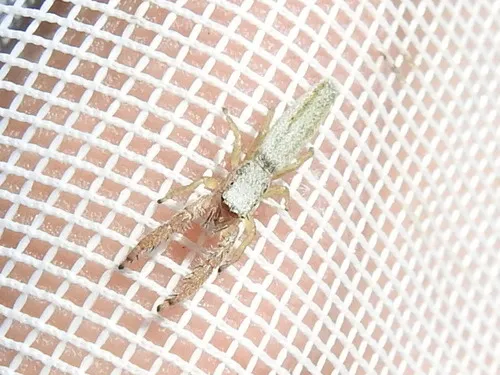 Pike Slender Jumper - photo 6