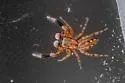 Marpissa sulcosa