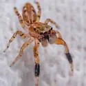 Marpissa sulcosa - photo 3