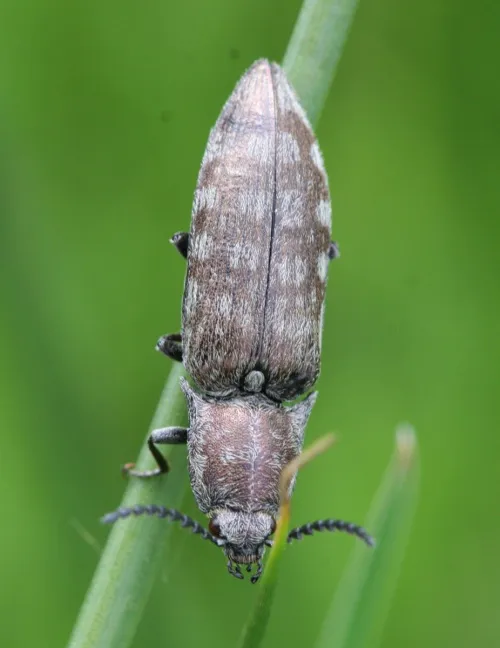 Marsh Click Beetle - Actenicerus sjaelandicus